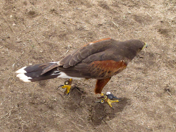 In Alpine taking a basic falconry session with Sky Falconry