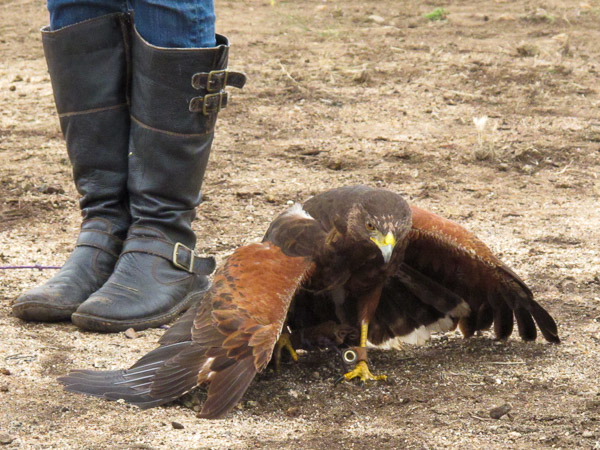 In Alpine taking a basic falconry session with Sky Falconry