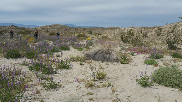 Desert bloom