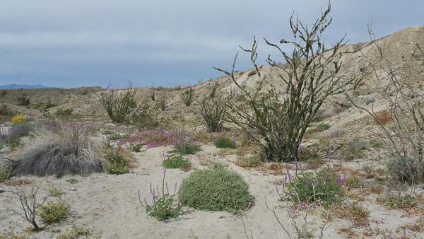 Desert bloom