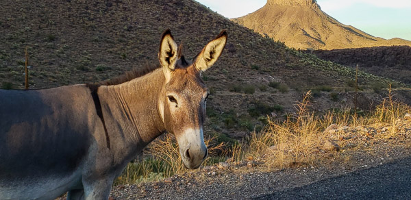 Burro along Route 66 between Oatman and Kingman