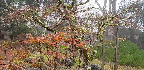 Fog and rain in the Santa Cruz mountains