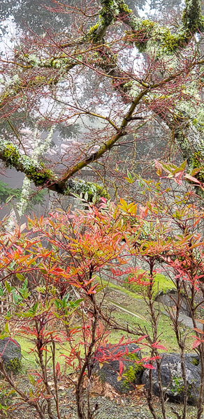 Fog and rain in the Santa Cruz mountains