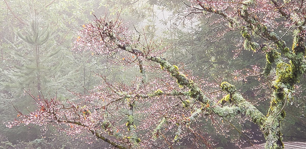 Fog and rain in the Santa Cruz mountains