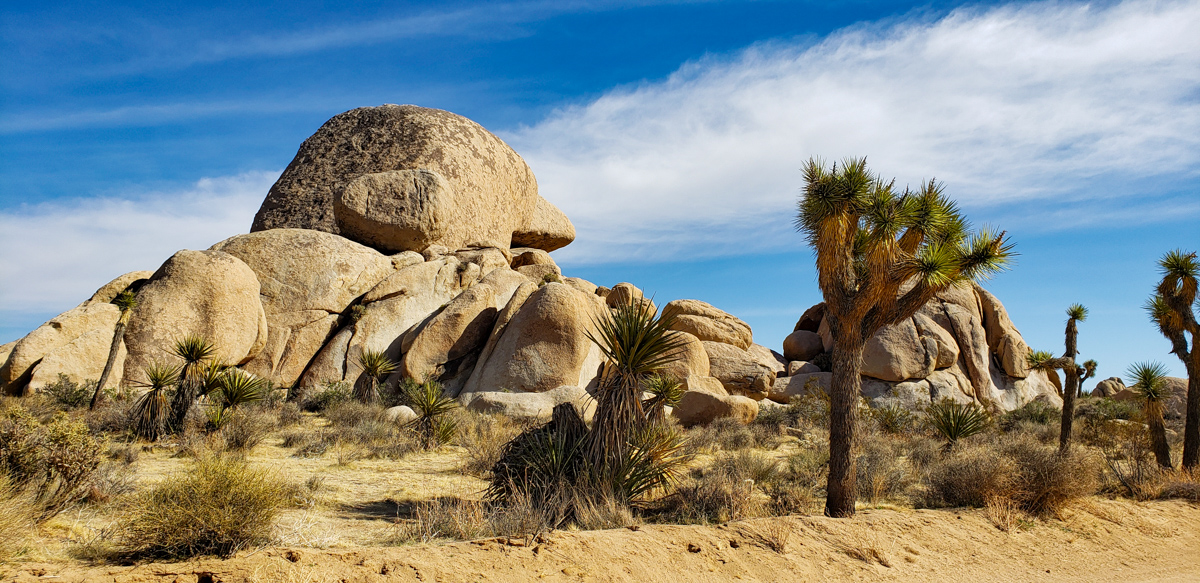 Joshua Tree National Park, California -  February 15, 2020