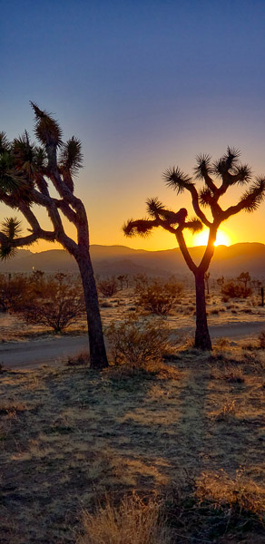 Joshua Treee National Park, CA