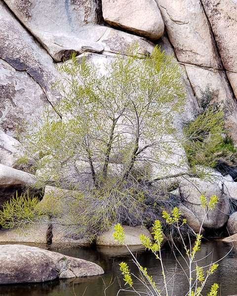 Baker Dam area