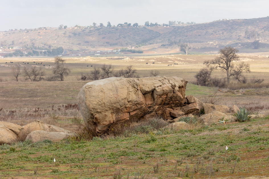 Hawk Watch 2022, Ramona, California – Jan 8, 2022