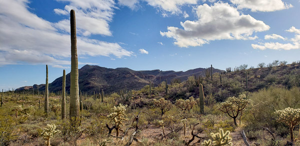 Organ Pipe Cactus National Monument, Arizona