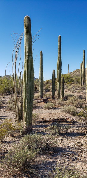 Organ Pipe Cactus National Monument, Arizona
