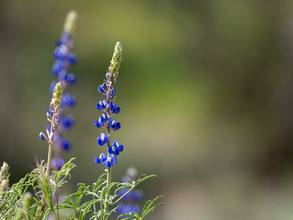 Apache Trail, Arizona