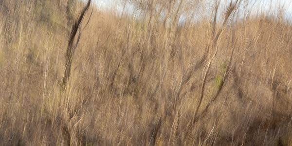 Salt River Recreation Area, Arizona