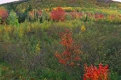 Acadia National Park