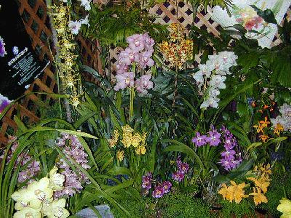 Orchids at a plant show and sale