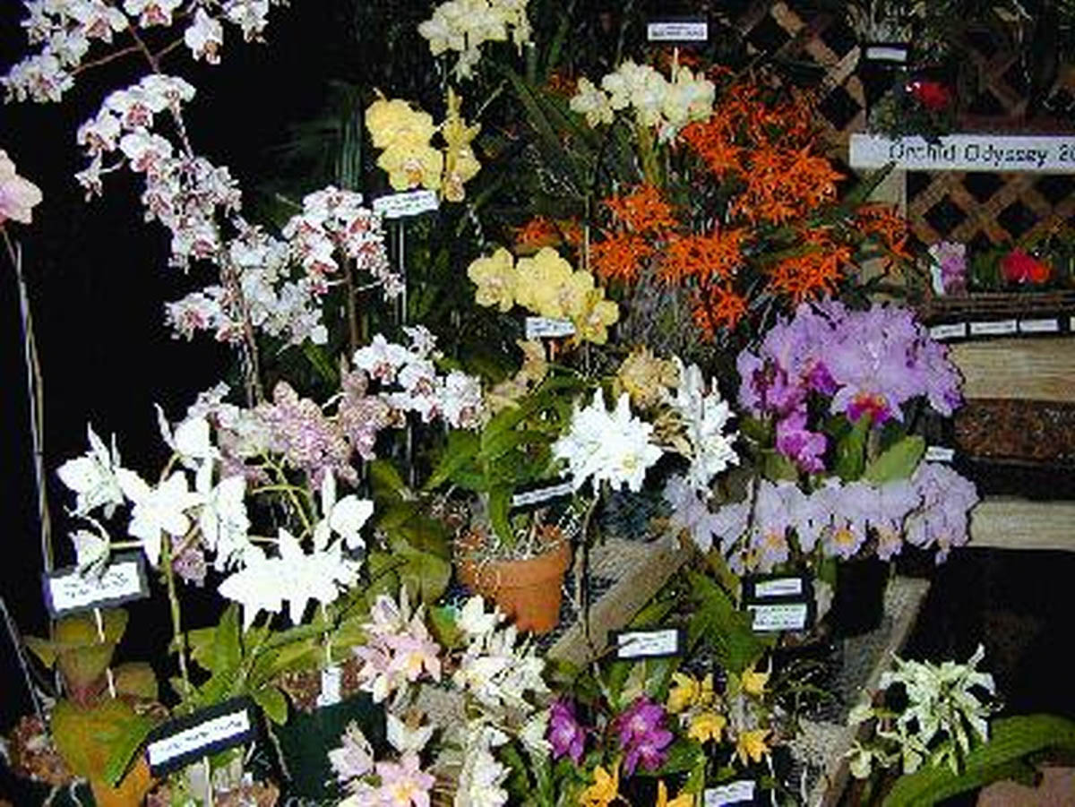 Orchids at a plant show and sale