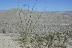 Ocotillio in Anza Borrego