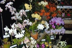 Orchids at a plant show and sale