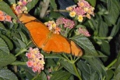 Butterfly at the San Diego Wild Animal Park now Safari Park