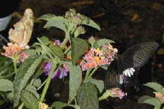Butterfly at the San Diego Wild Animal Park now Safari Park
