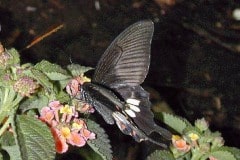 Butterfly at the San Diego Wild Animal Park now Safari Park