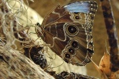 Butterfly at the San Diego Wild Animal Park now Safari Park