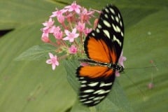 Butterfly at the San Diego Wild Animal Park now Safari Park