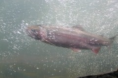 Winchester Dam Fish Ladder, Roseburg