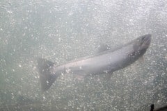 Winchester Dam Fish Ladder, Roseburg