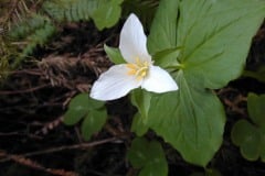 Trillium