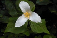Trillium