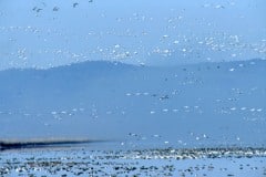 Tule lake