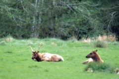 Elk in Jedediah Smith Redwoods State Park