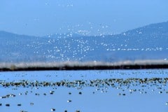 Tule lake