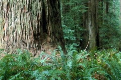 Jedediah Smith Redwoods State Park