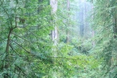 Jedediah Smith Redwoods State Park