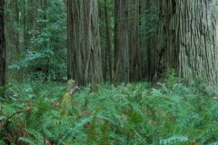 Jedediah Smith Redwoods State Park