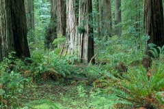 Jedediah Smith Redwoods State Park