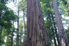 Jedediah Smith Redwoods State Park