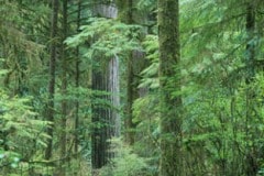 Jedediah Smith Redwoods State Park