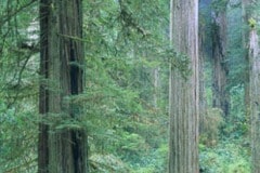 Jedediah Smith Redwoods State Park