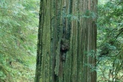 Jedediah Smith Redwoods State Park