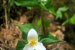 Trillium