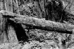 Jedediah Smith Redwoods State Park