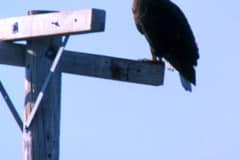 Tule lake, bald eagle