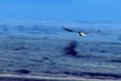 Tule lake, bald eagle