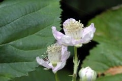 Historic Columbia River Highway, raspbery bloosom