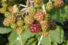 Historic Columbia River Highway, raspberries