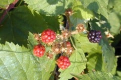 Historic Columbia River Highway, raspberries