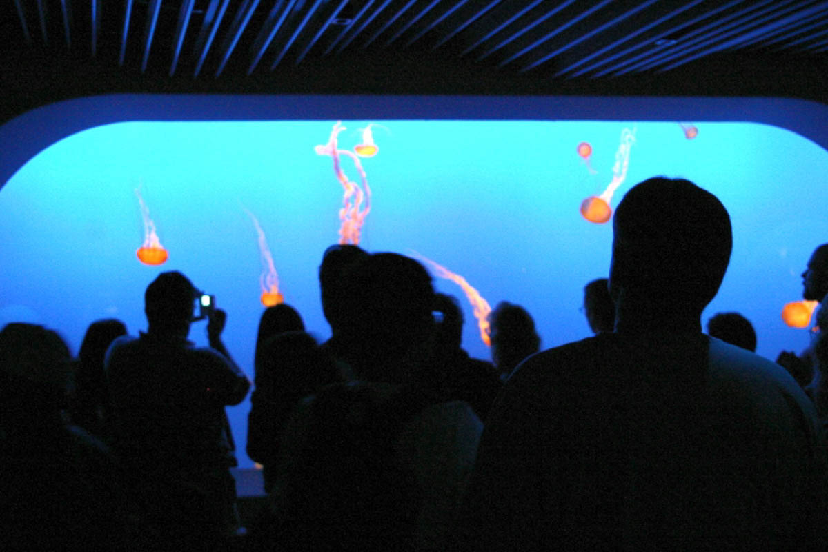 Montery Bay Aquarium