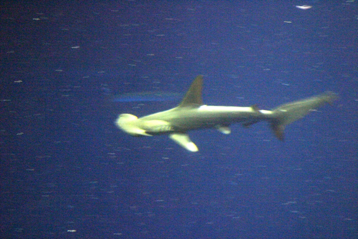 Montery Bay Aquarium